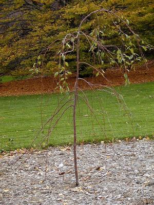 A tree2.jpg