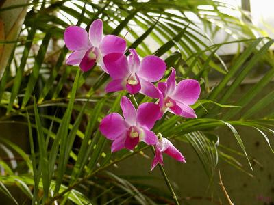 Orchids.jpg(448)