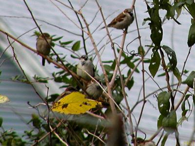 How many sparrows do you see.jpg(149)