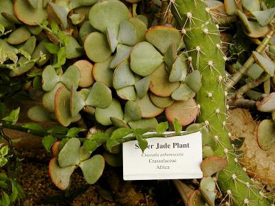 Just some Jade.jpg(157)