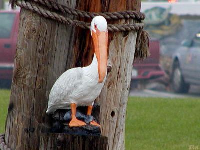 Pelican.jpg   (11/17/04)(340)