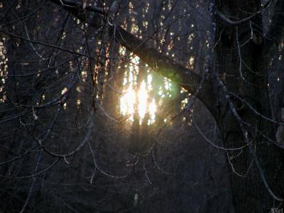 Sun through the trees.jpg(322)