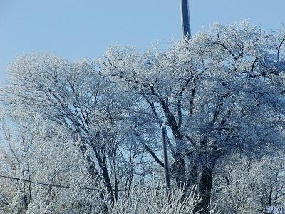 Ice  ladden trees.jpg(351)