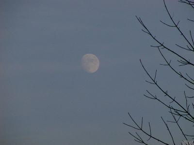 Moon at 4pm.jpg