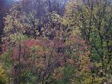 A patch of colours.jpg(185)