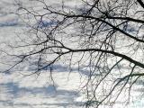 Clouds and limbs.jpg(285)