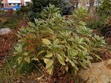 Plant.jpg(326)