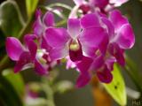 Orchid up close.jpg(431)