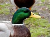 Mallard Duck head.jpg(2199)