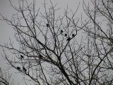 Birds in a tree.jpg(303)