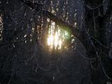 Sun through the trees.jpg(322)