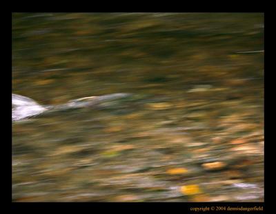 u49/mtf_foto_studies/medium/35107665.PICT3353ScootingSpawningSalmon.jpg
