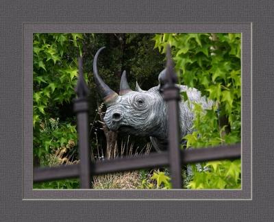 Rhino by Roger