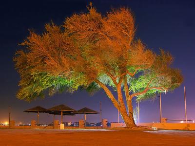 Luminous Tree by Kristy Whanarahardja