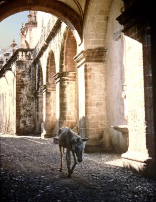 MC35: Animals - Taxco, Mex. 1965 (burro) by Len Taylor