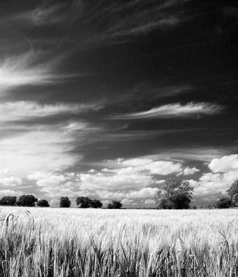 u49/mtf_foto_studies/medium/36807887.wheatfield.jpg