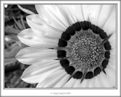 light petals by Peggy
