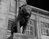 Lion in front of the Hessisches Landesmuseum in Darmstadt by alech