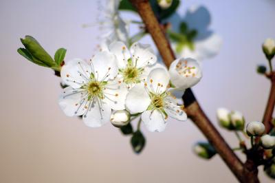u49/mudbay/medium/40829953.PlumFlower.jpg