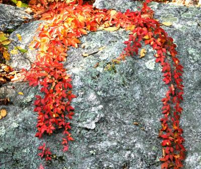 Red leave on rock