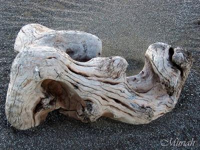 Pre-Dawn Driftwood