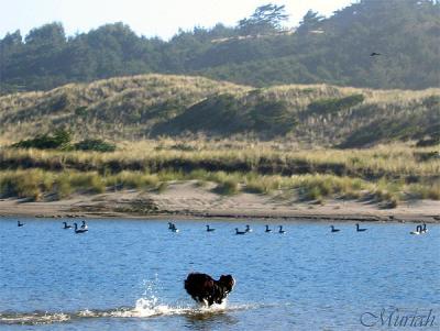 Raven Taunts Snazzy into Lagoon of Geese
