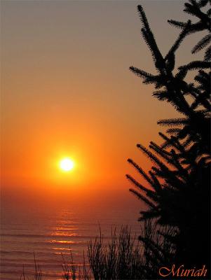 Sunset Spruce 11-11-04