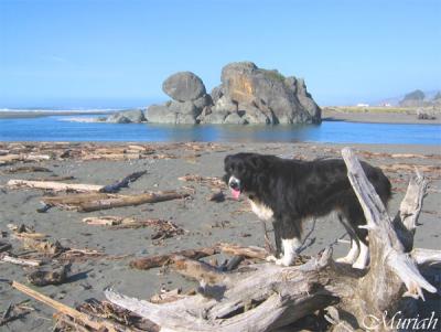 Snazzy Driftwood What a Relief! 11-17-04