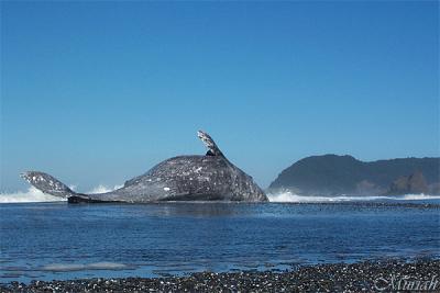 Whale Shape Cape