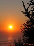 Sunset Spruce (11-11-04)