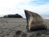 Humpback Baleen