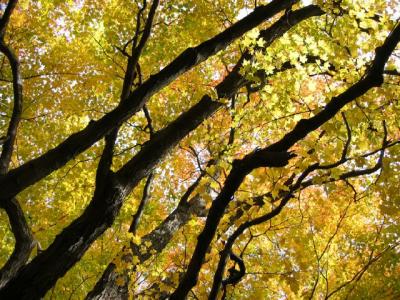 Automne 2004