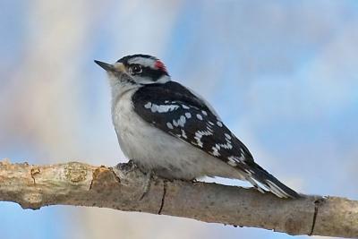 Downy Woodpecker