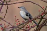 Northern Mockingbird