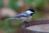 Black-capped Chickadee