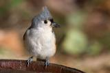 Tufted Titmouse