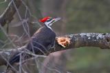 Pileated Woodpecker