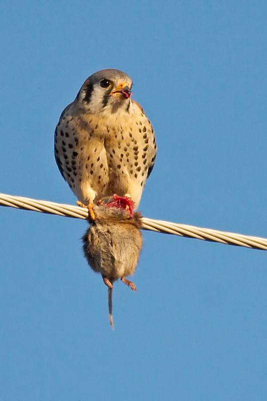 Kestrel