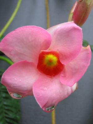 u49/mussetto/medium/35899635.IMG_0160.jpg