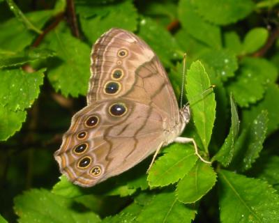 Northern Pearlyeye