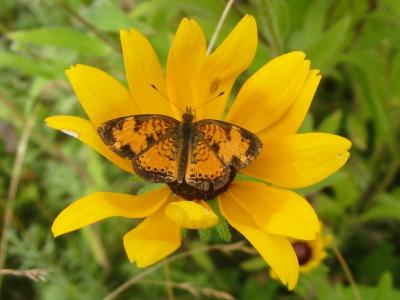 Pearl Crescent