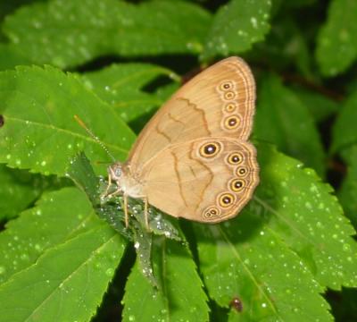 Appalachian Brown