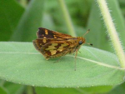 Peck's Skipper