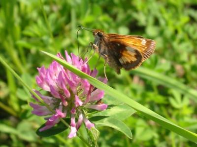 Hobomok Skipper