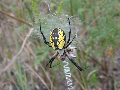 Black and Yellow Garden Spider