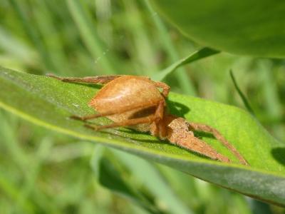 Nursery Web Spider