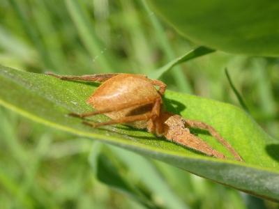 Nursery Web Spider