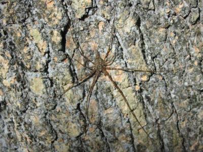 Mexican Twotailed Spider