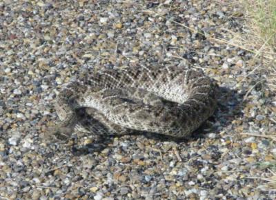 Western Diamondback