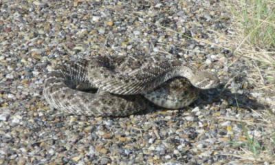 u49/mwalker427/medium/36480999.diamondback3.jpg